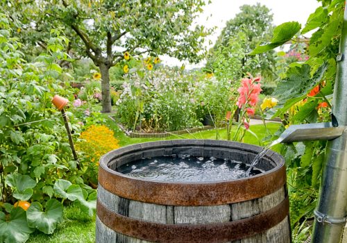 Holzfass im grünen blühenden Garten zur Regenwassernutzung